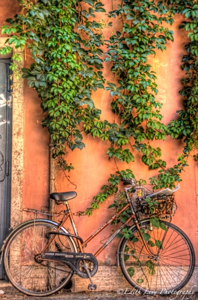 Italy, Rome, Trastevere, bicycle, wall, vines