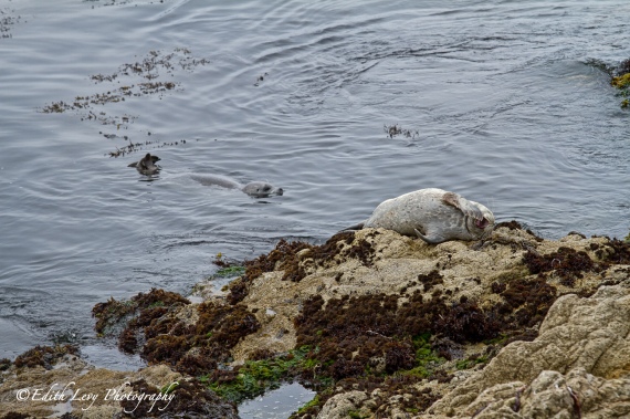 Seal, California Seal, Fanshell Overlook, 17 Mile Drive, Pebble Beach, Pacific Coast Highway, rocky shore, travel photography, nature, mammal